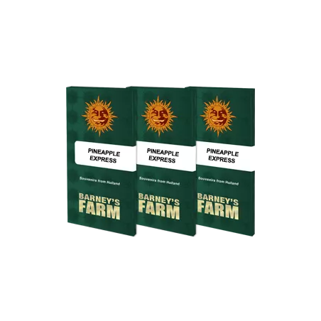 Pineapple Express - Barney's Farm