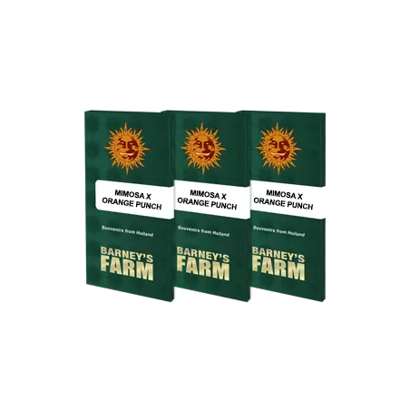 Mimosa x Orange Punch - Barney's Farm