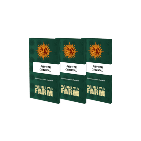 Peyote Critical - Barney's Farm