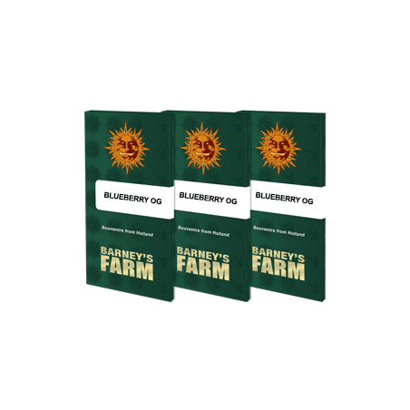 Blueberry OG - Barney's Farm