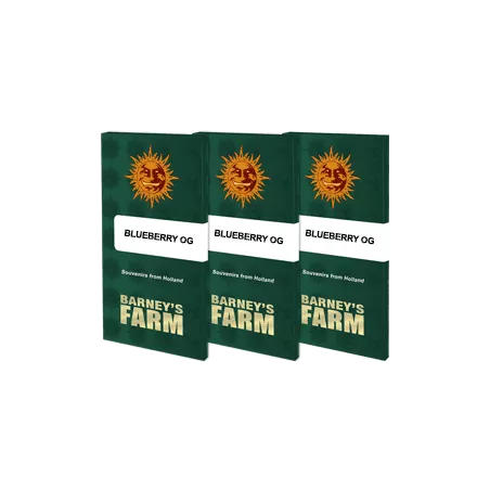 Blueberry OG - Barney's Farm