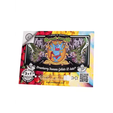 Strawberry banana Gelato XL Auto - Sweet Seeds