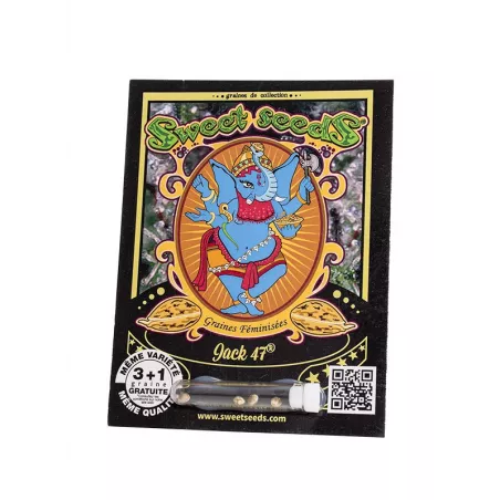 Jack 47 - Sweet Seeds