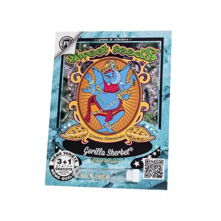 Gorilla Sherbet F1 Fast Version - Sweet Seeds